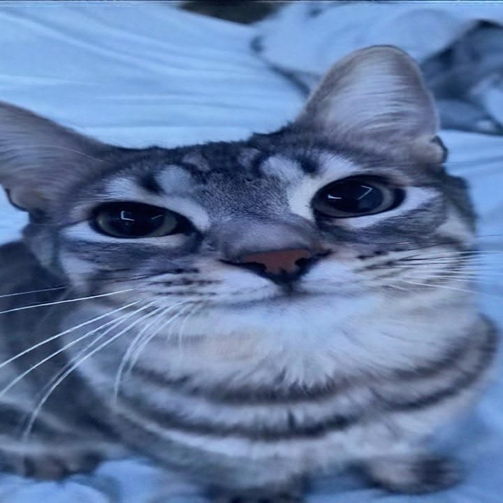 dark_cat_dev